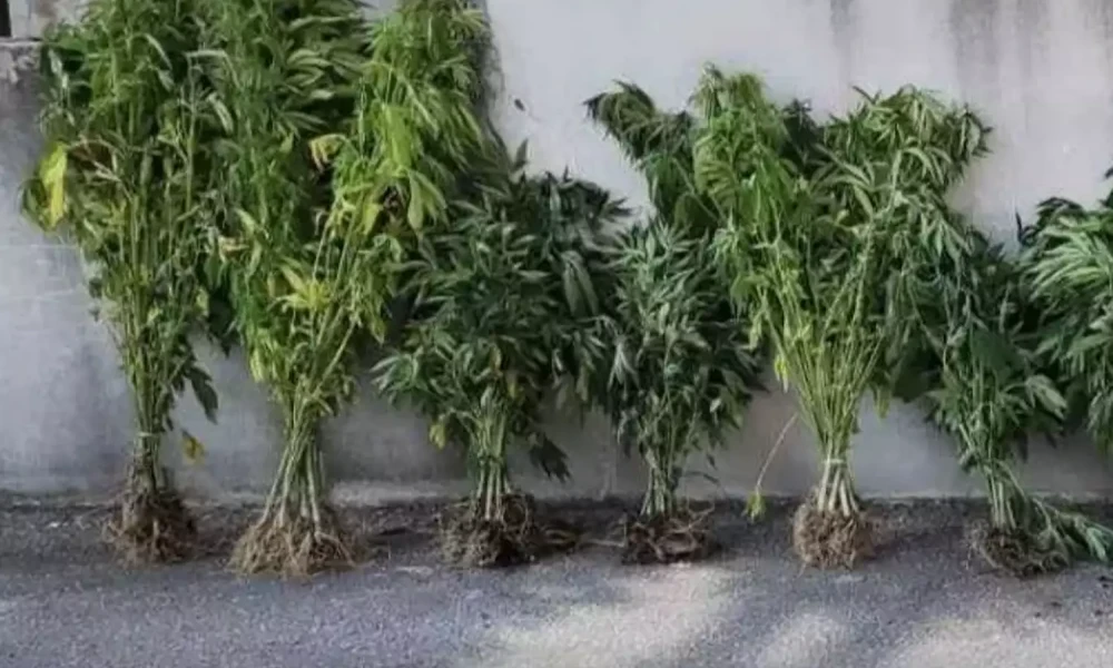 Άνδρας καλλιεργούσε σε γλάστρες δενδρύλλια κάνναβης στη Θεσσαλονίκη - Βίντεο από την αστυνομική επιχείρηση